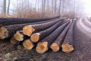 Pine logs Pinus Sylvestris | Fugo Best